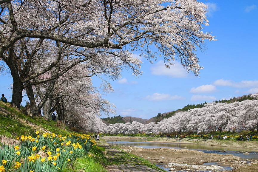 Ono’s famous natsui senbon zakura cherry blossoms